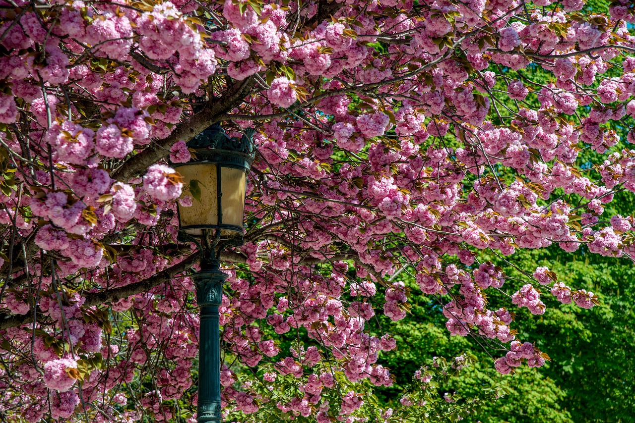 spring  tree  flowers free photo
