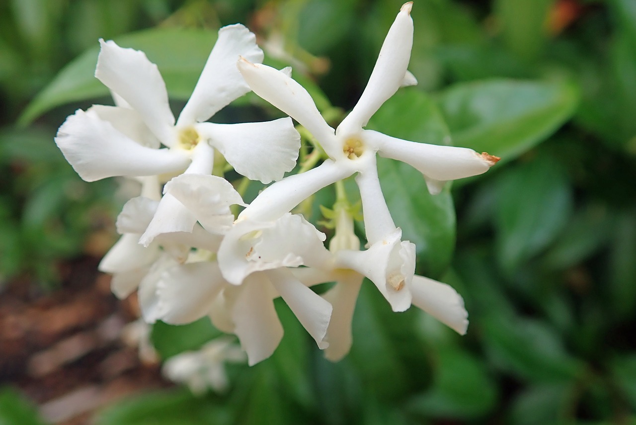 spring  flowers  white free photo