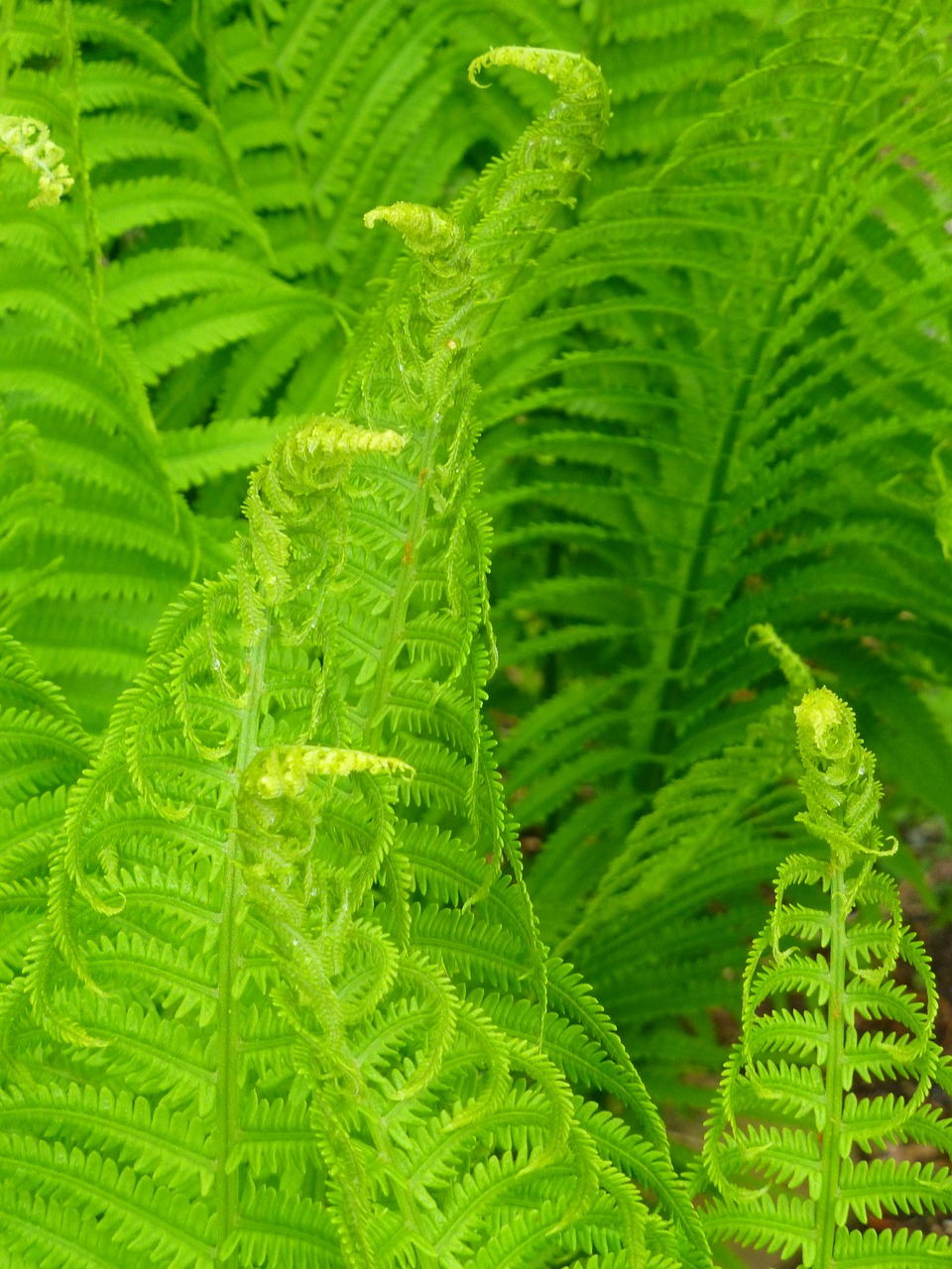 spring  green  fern free photo