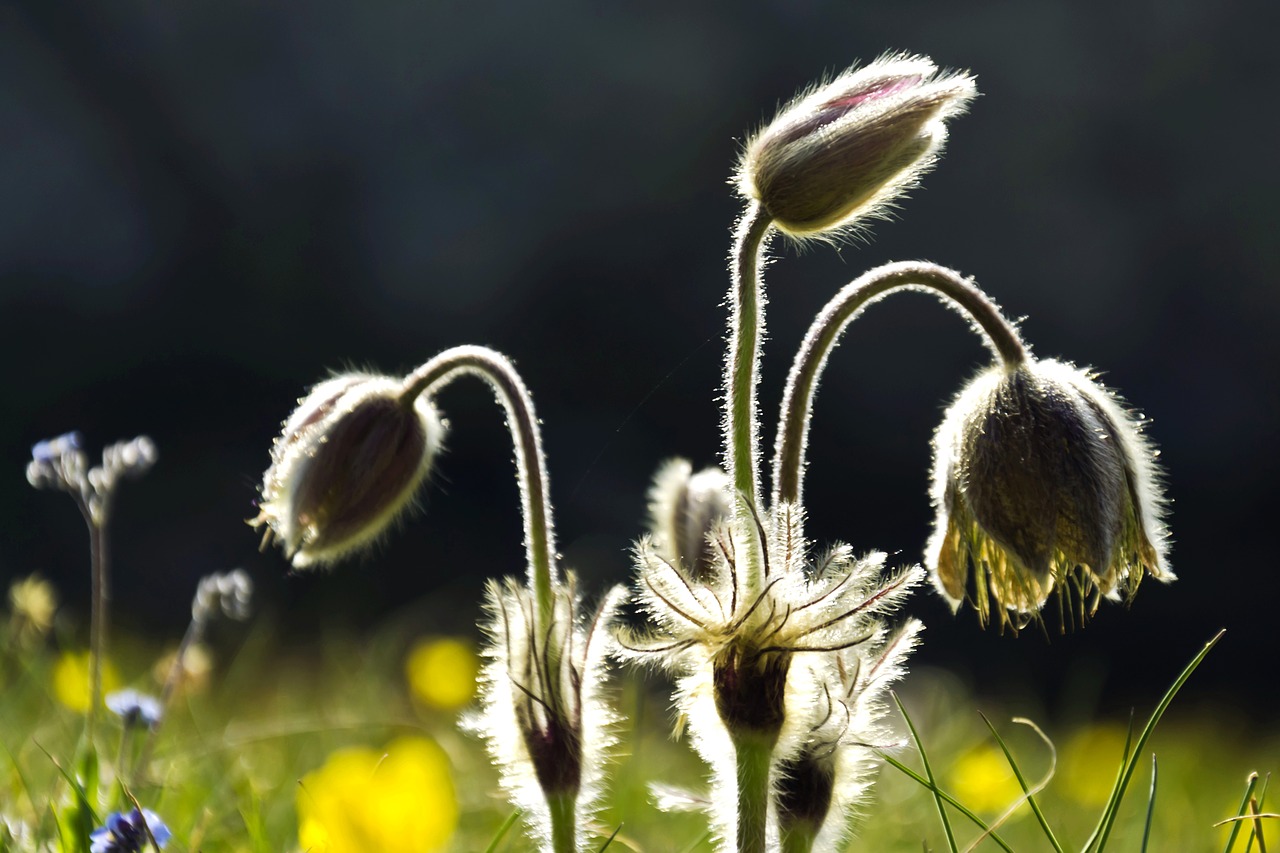 spring  nature  bloom free photo