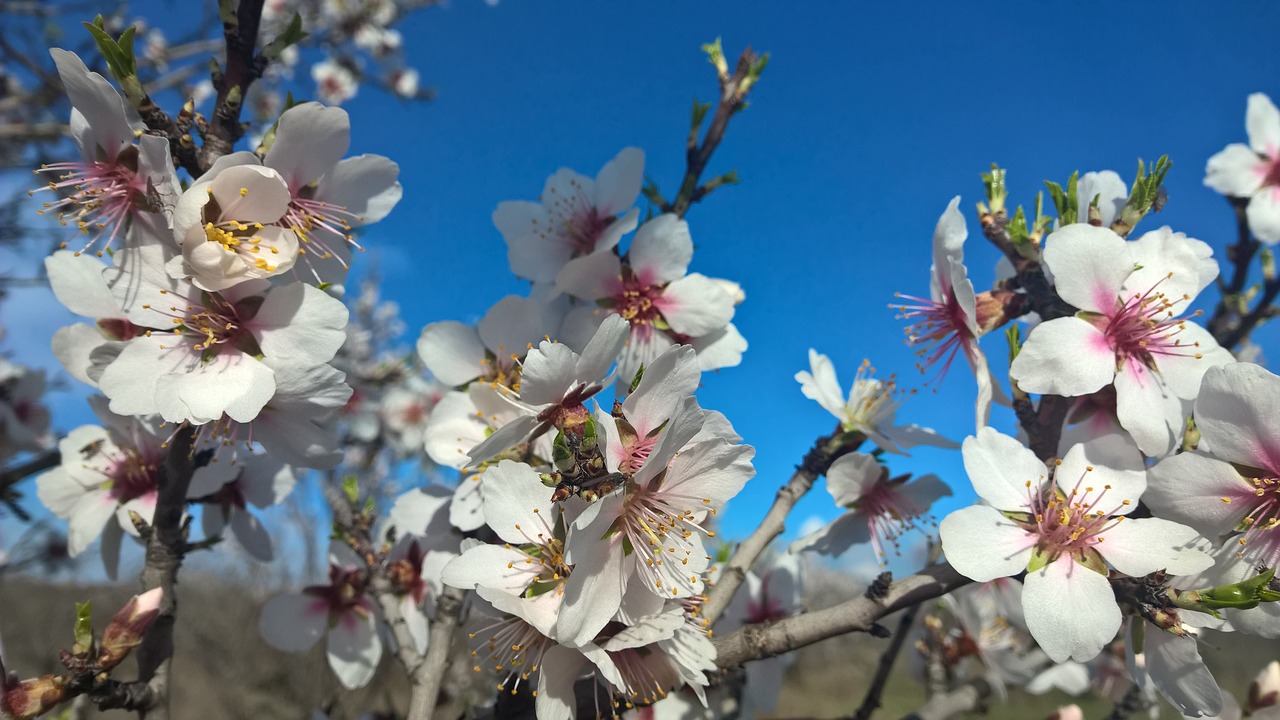 spring  almond  sky free photo