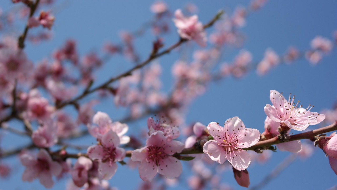 spring  flower  sky free photo