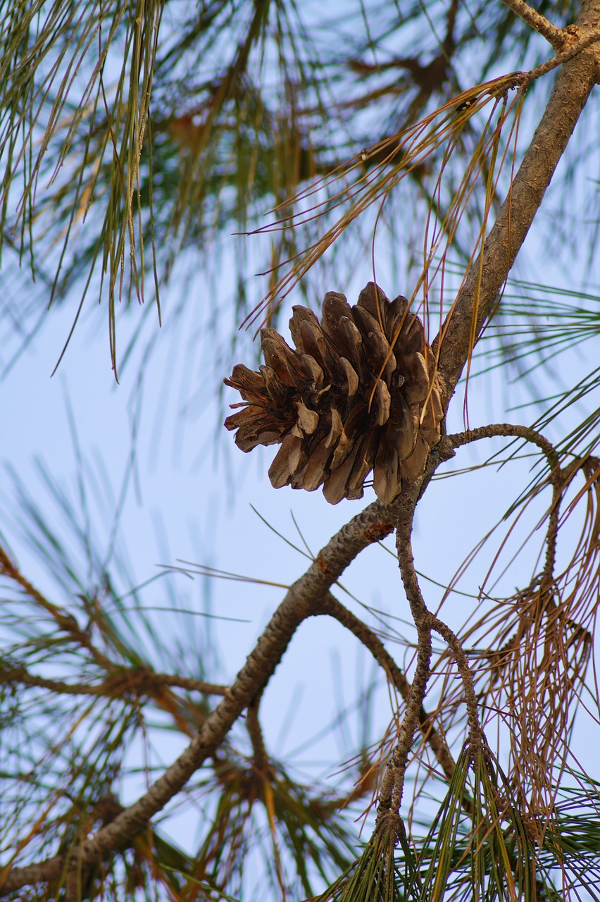 spring  tree  cone free photo