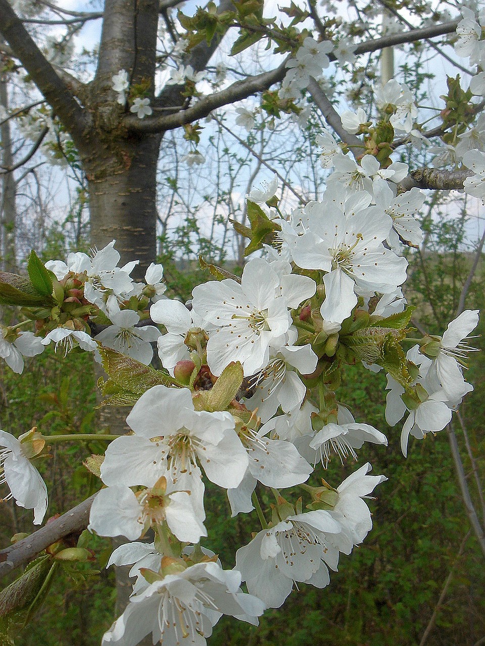 spring flowering tree white free photo