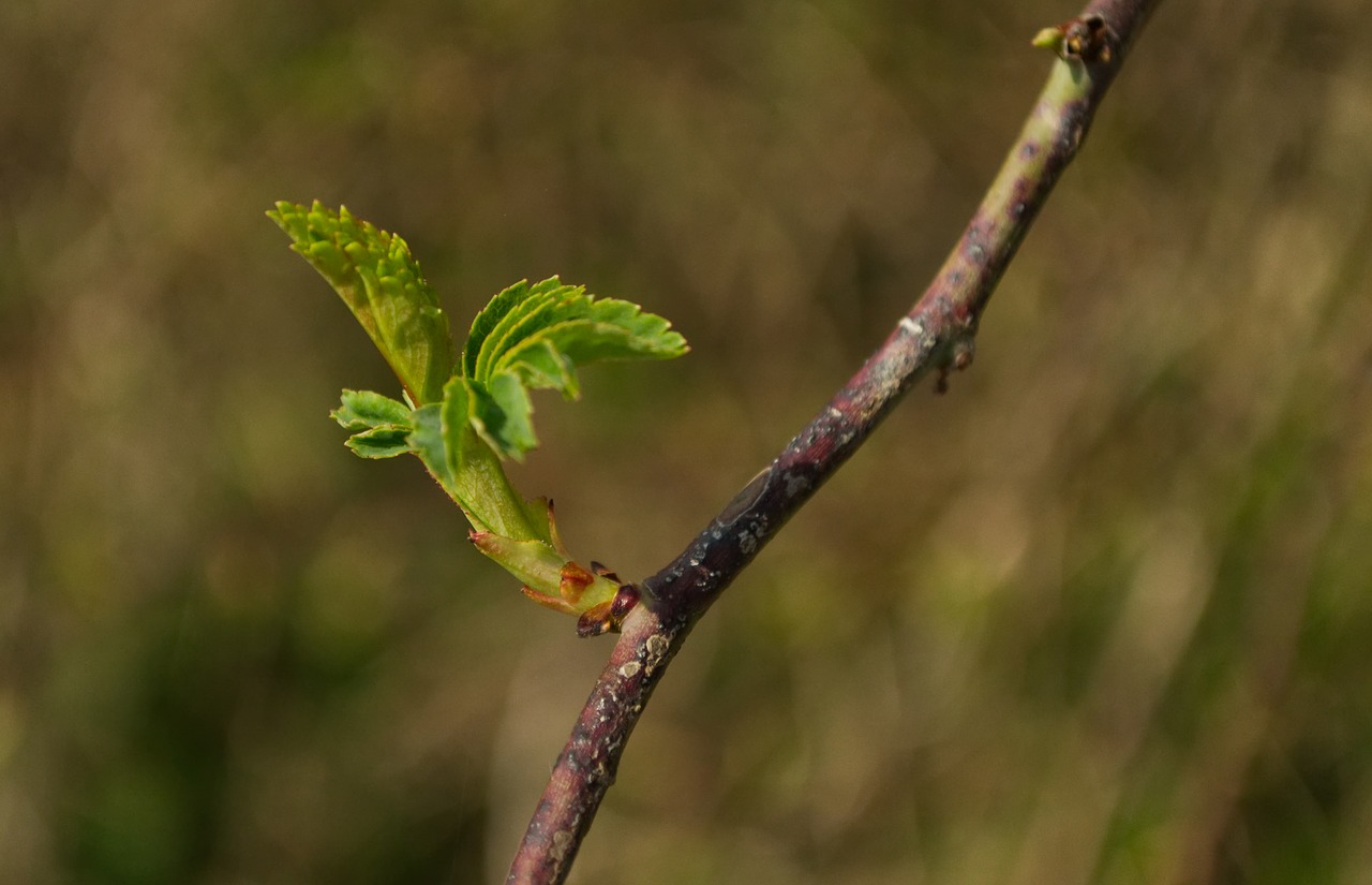 spring  green  plant free photo