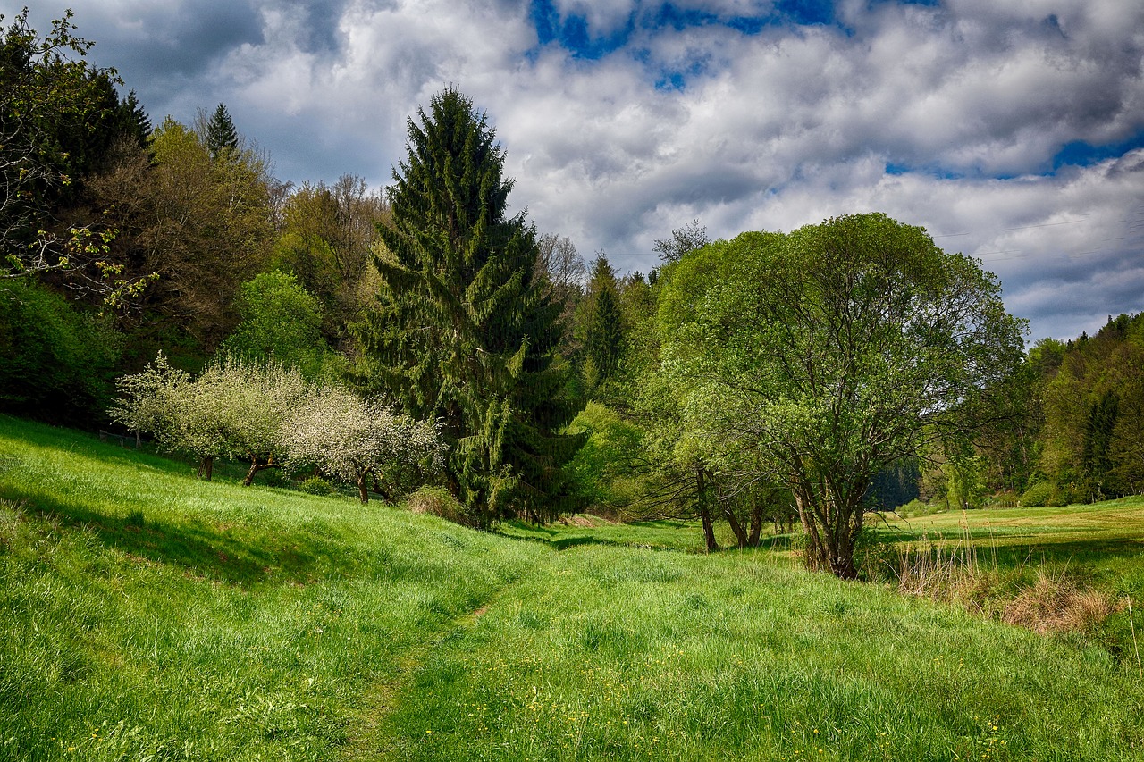 spring  green  hdr free photo