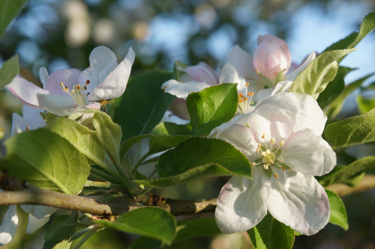 spring  fruit tree blossoming  apple blossom free photo