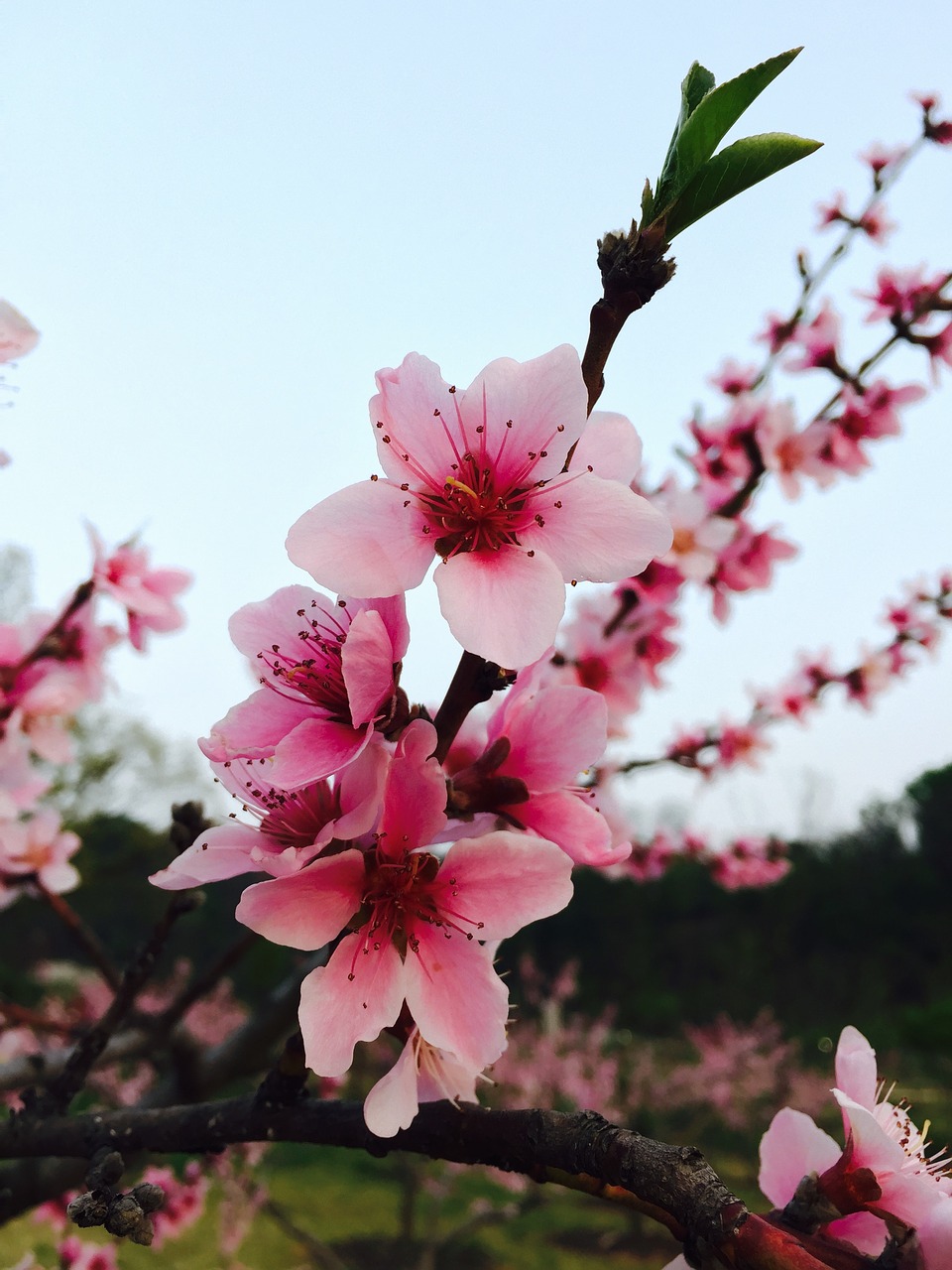 spring  flowers  pink free photo