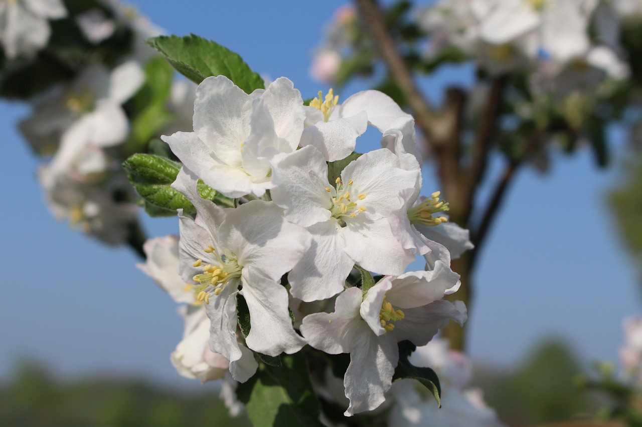 spring  apple blossom  nature free photo