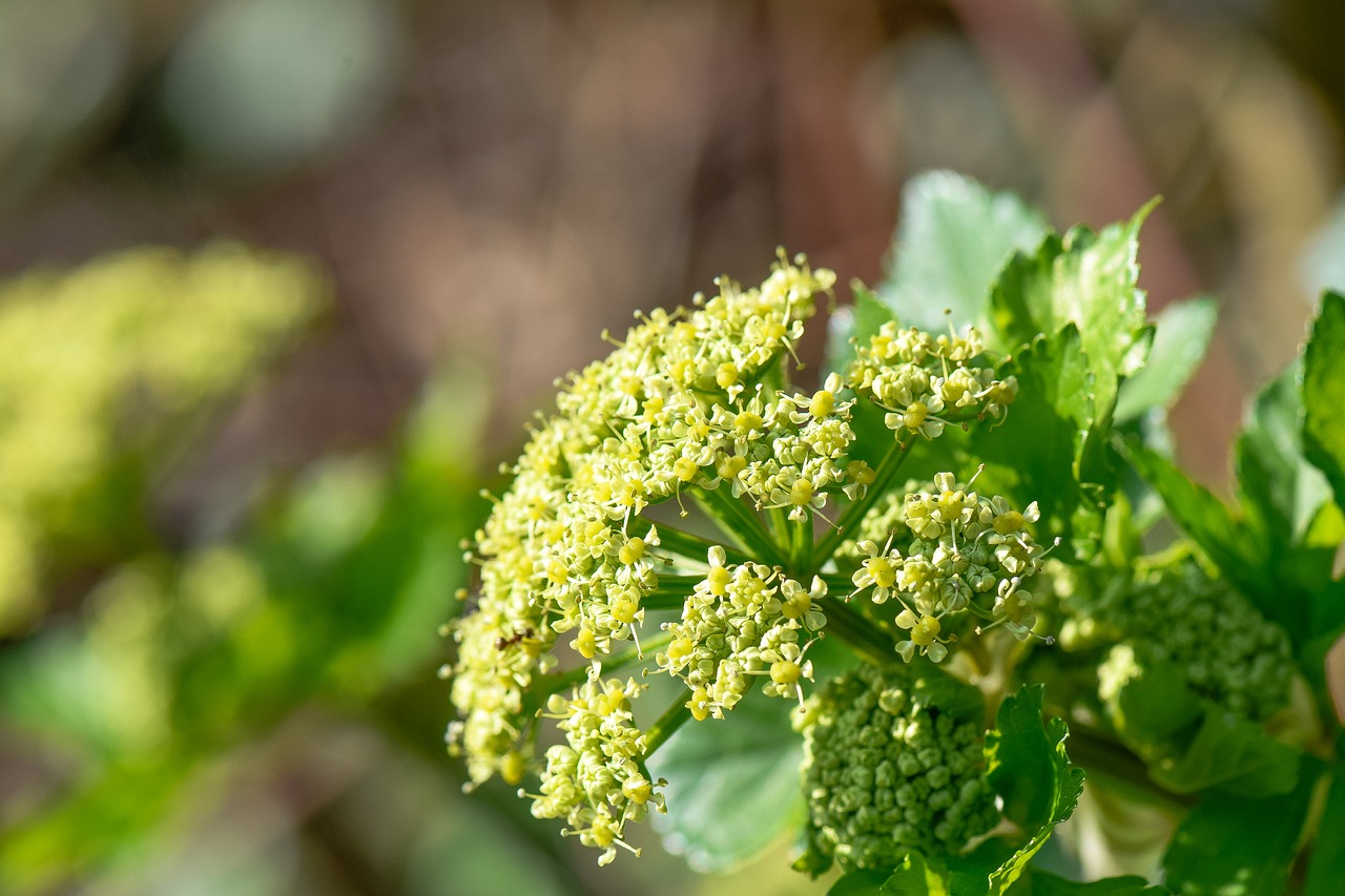 spring  bush  nature free photo