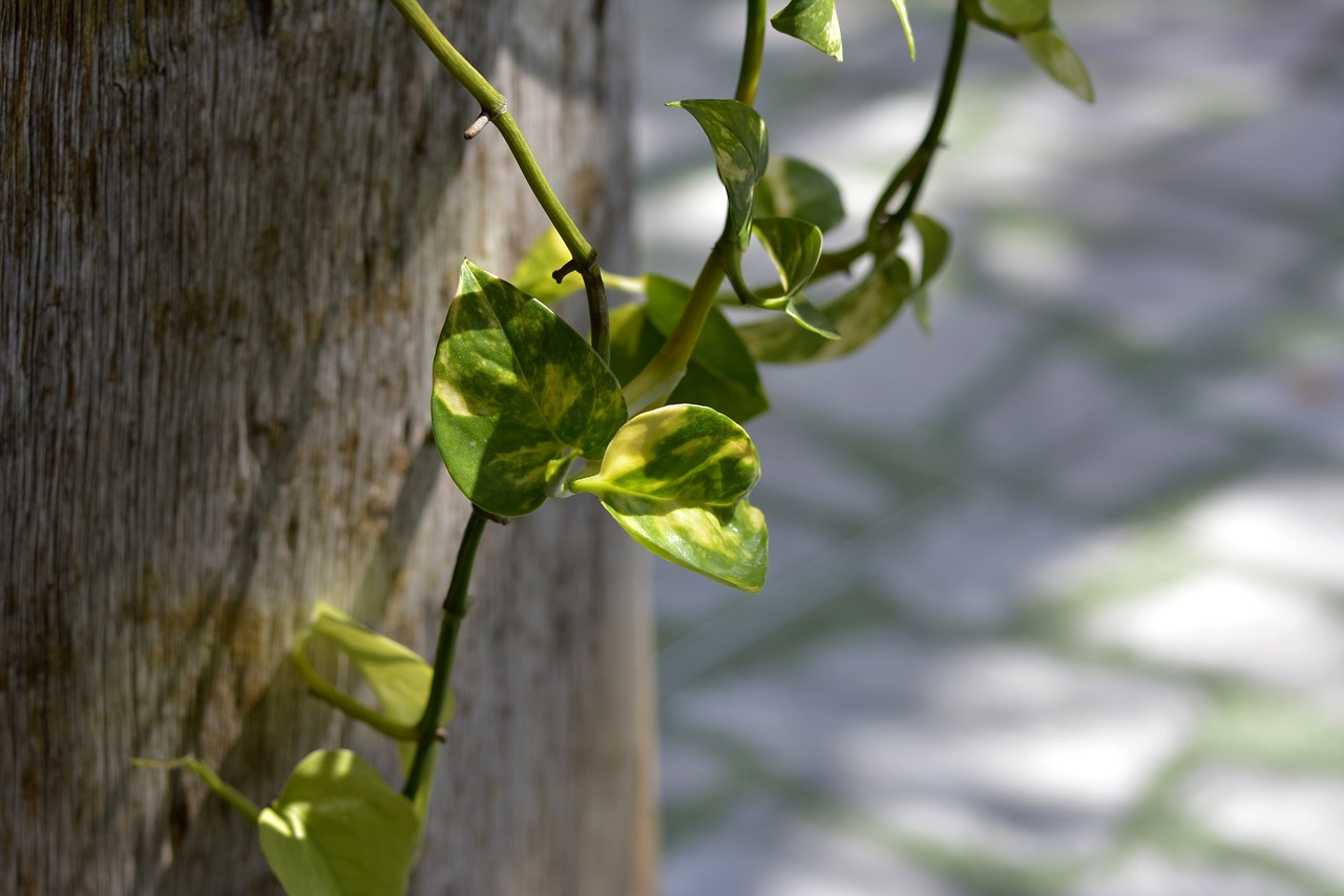 spring  nature  flower free photo