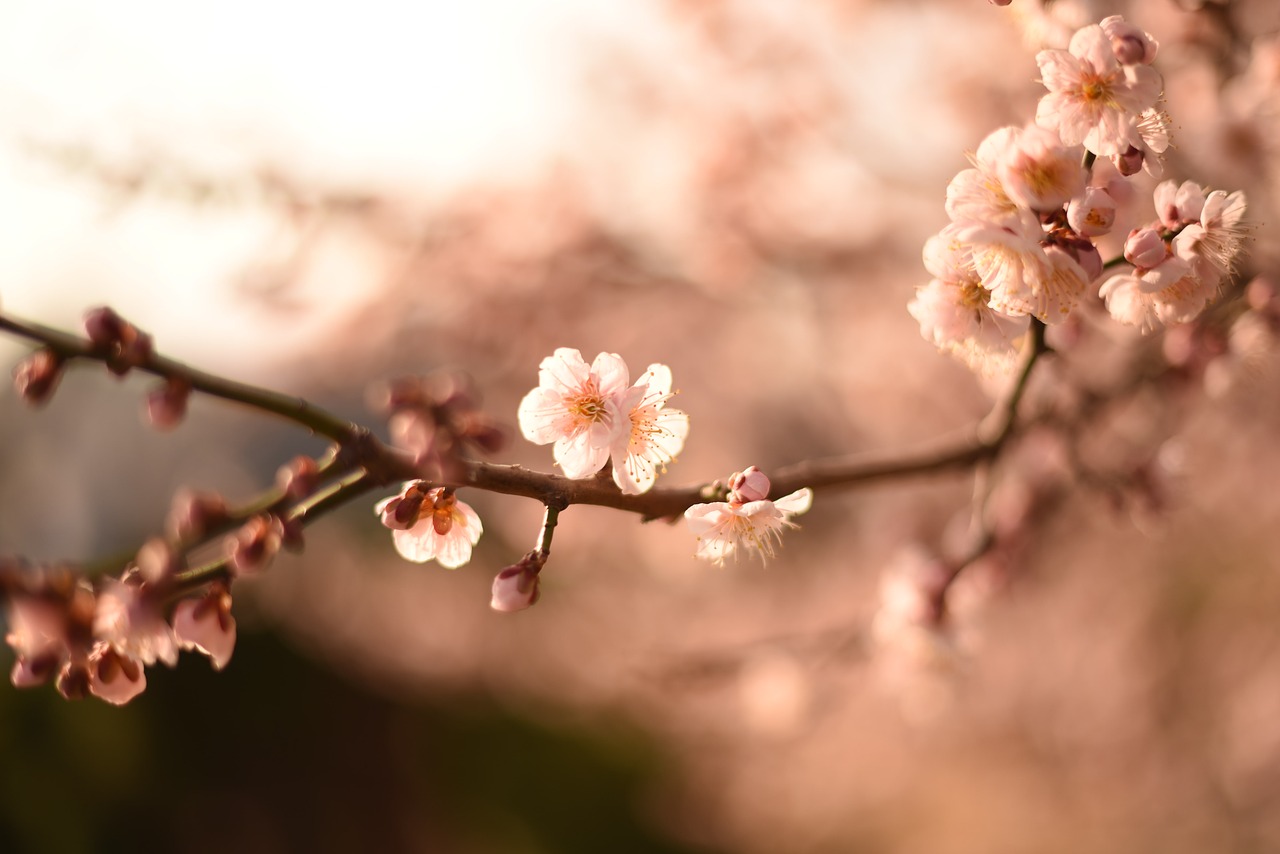 spring  korea  flower free photo