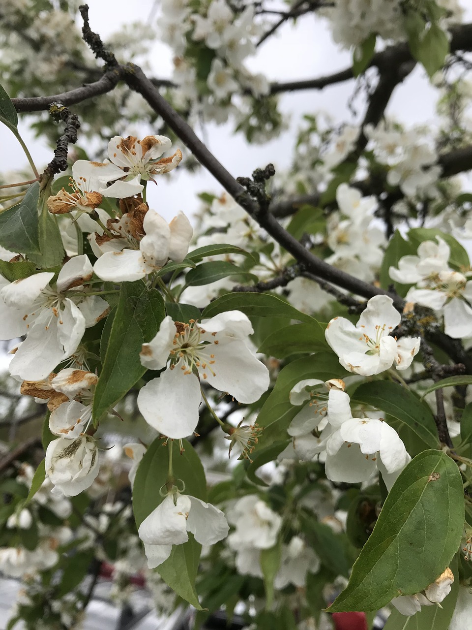 spring  blossoms  flowers free photo