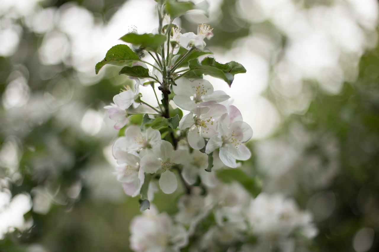 spring  tree  nature free photo