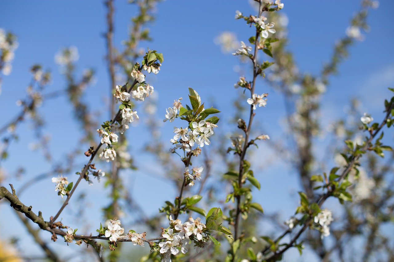 spring  tree  nature free photo