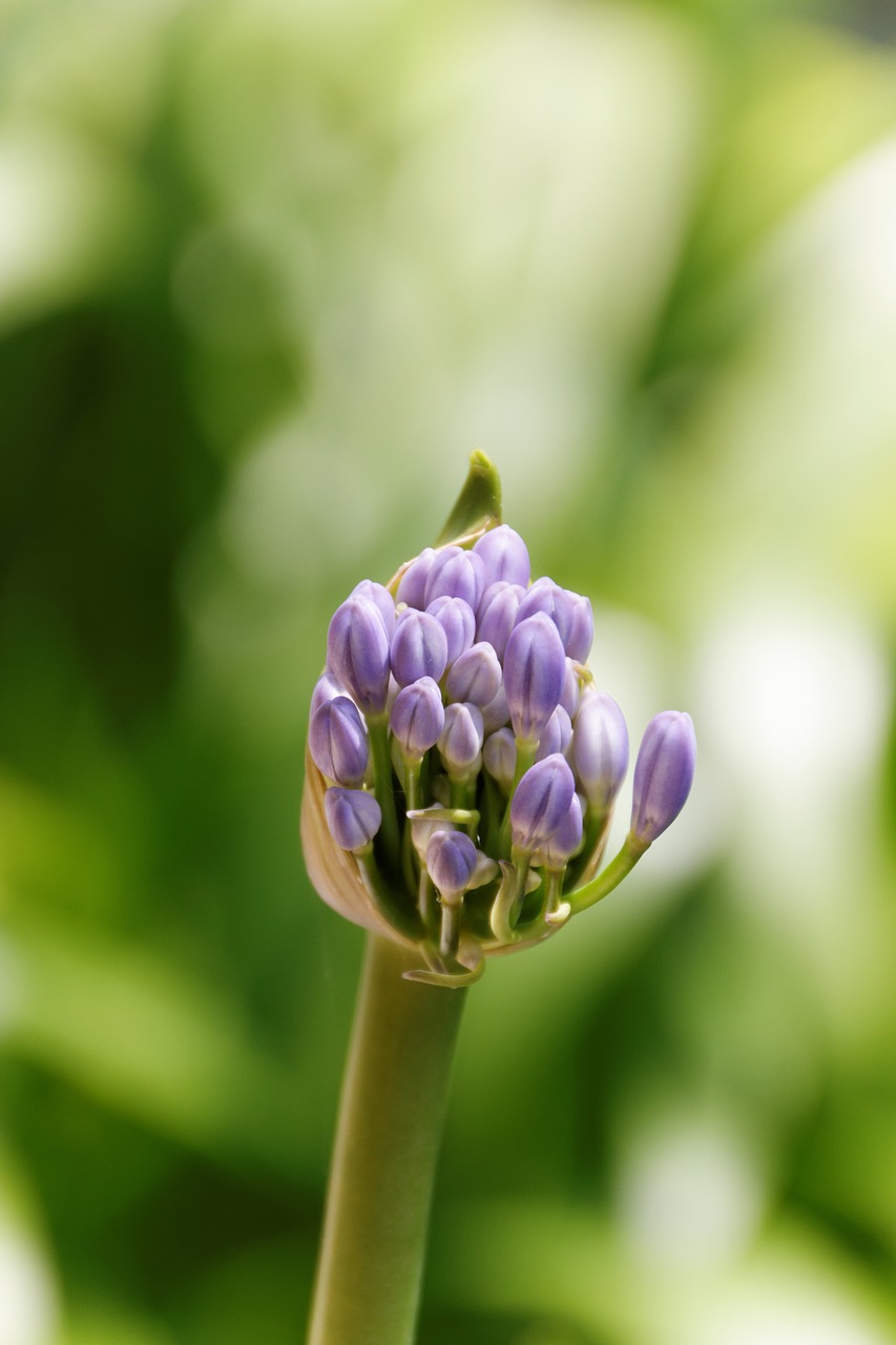 spring  nature  blossom free photo