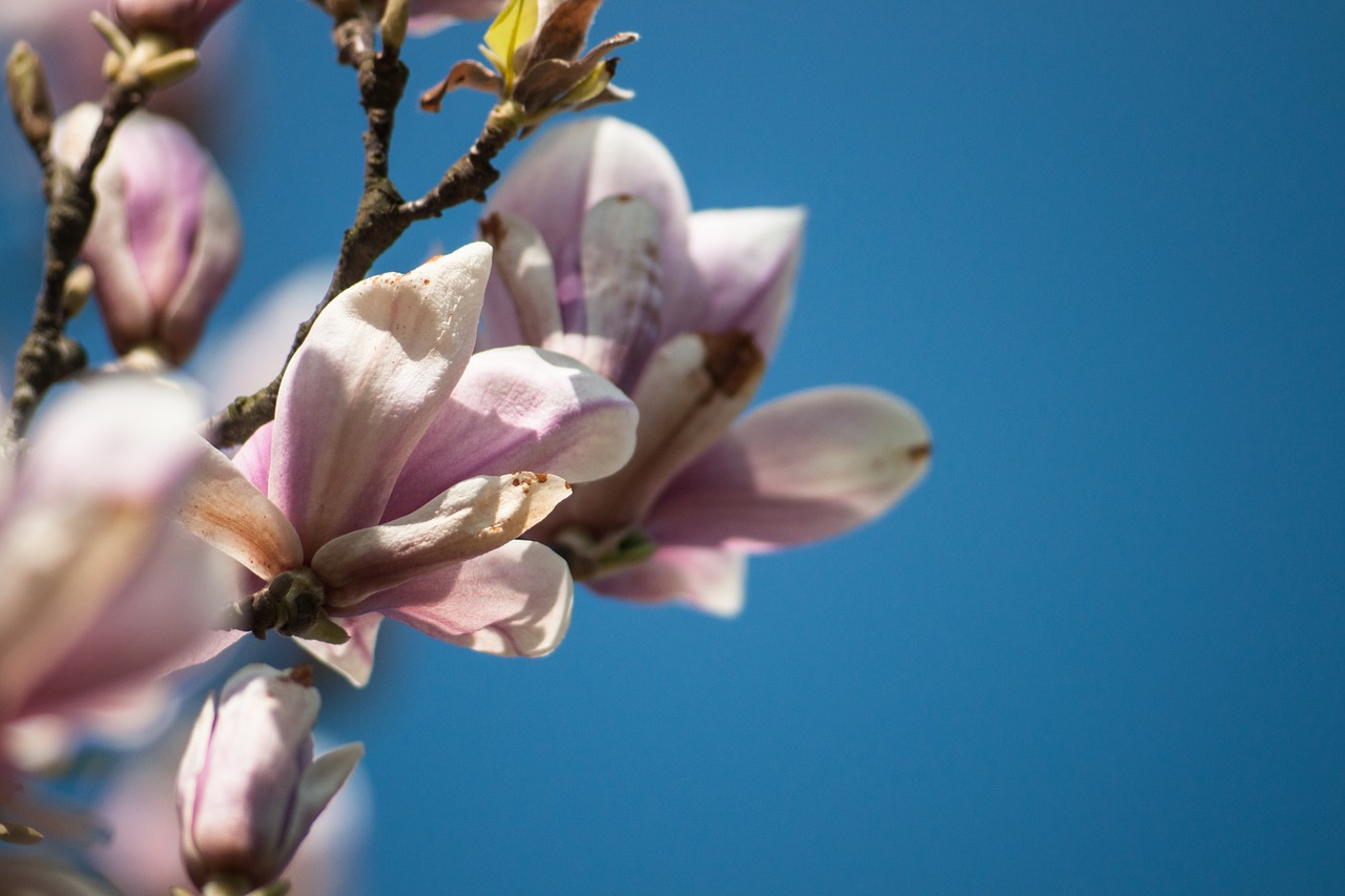 spring  nature  plant free photo