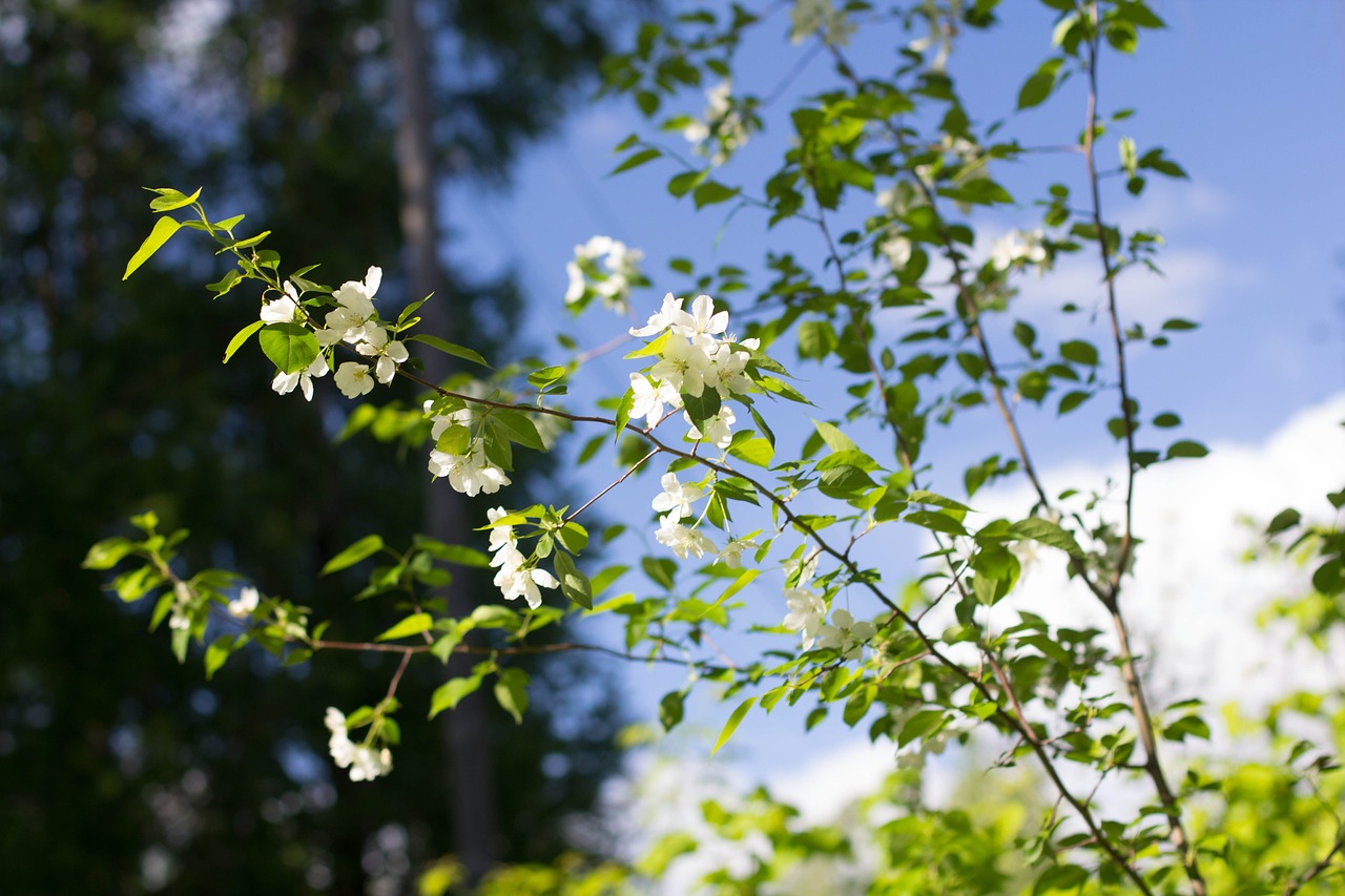 spring  apple tree  bloom free photo