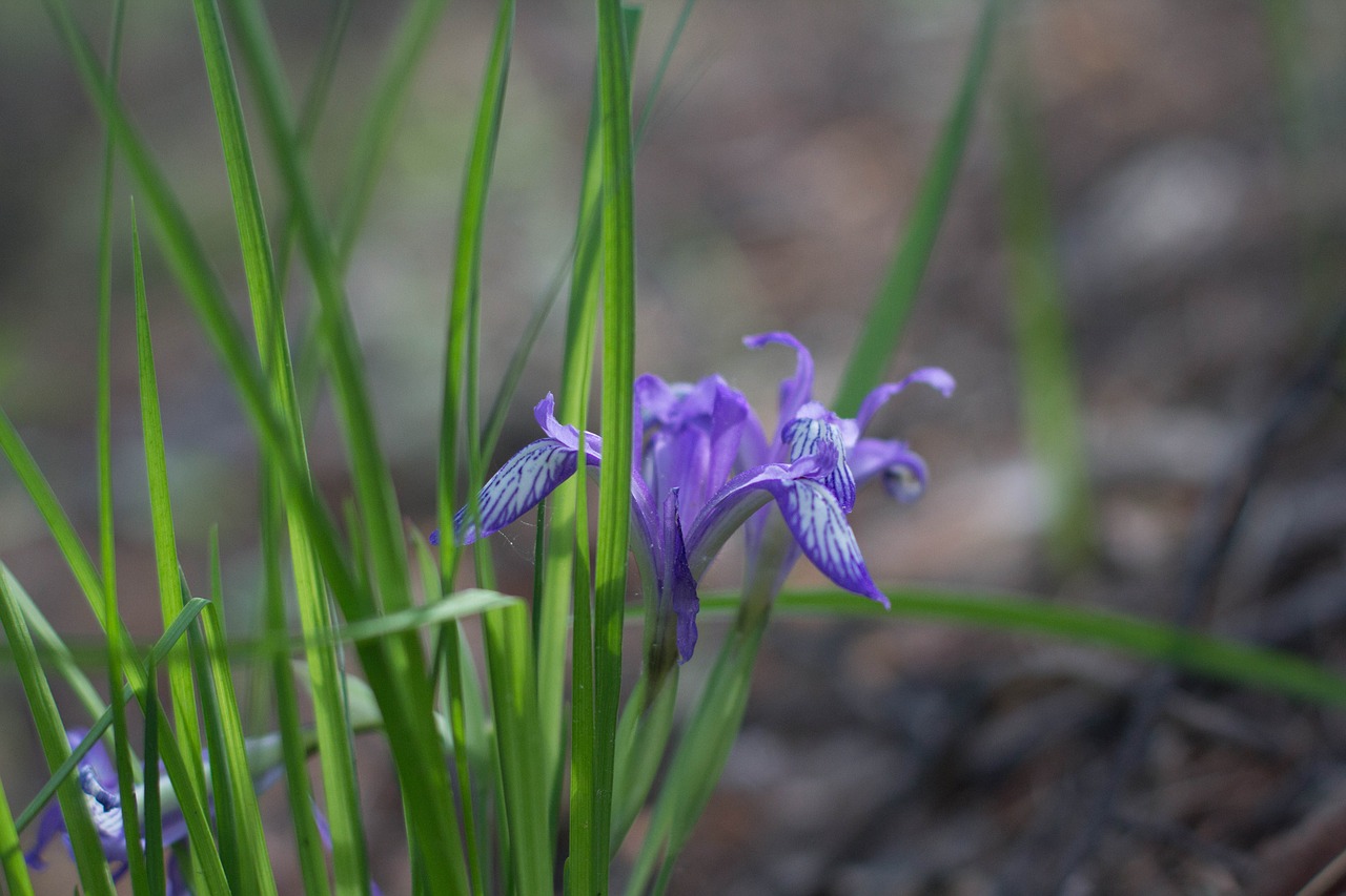 spring  bloom  nature free photo