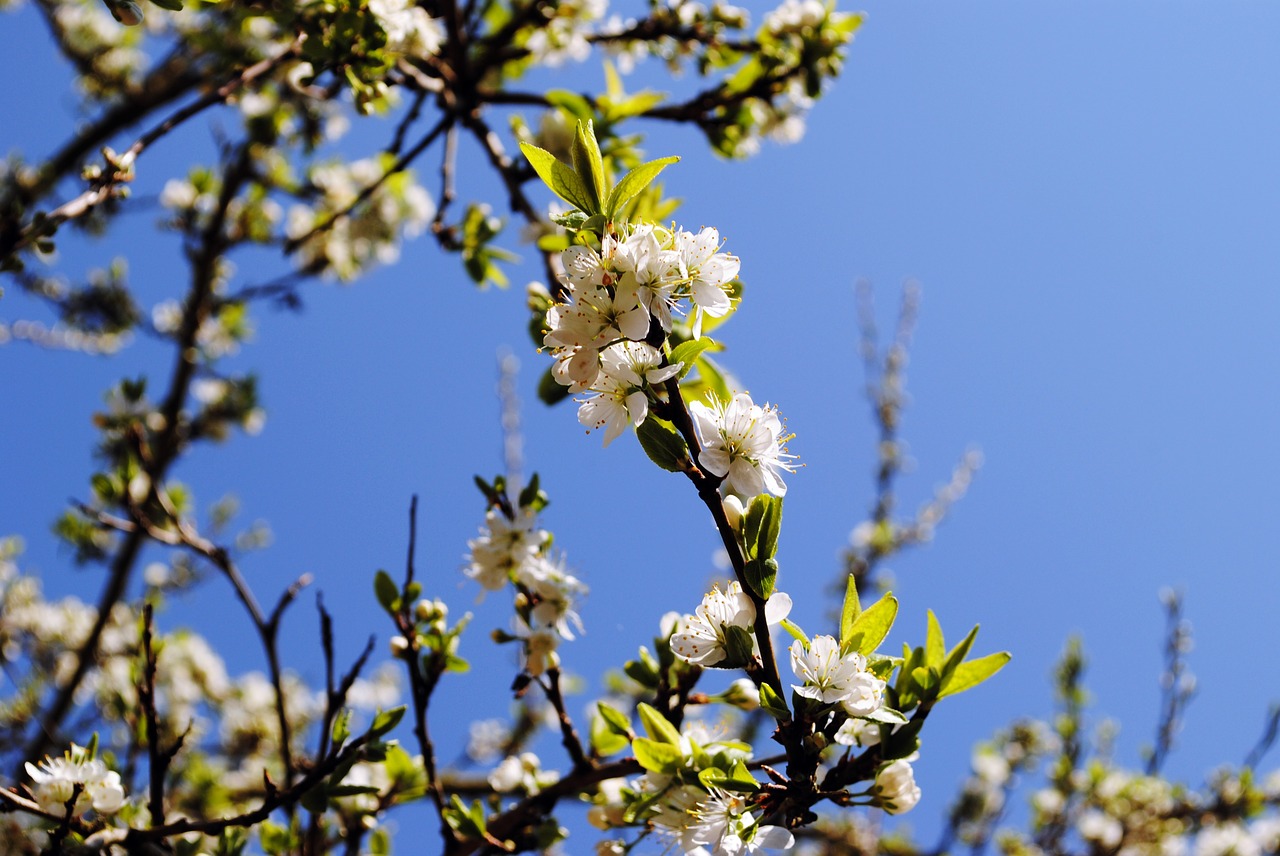 spring  blossom  bloom free photo