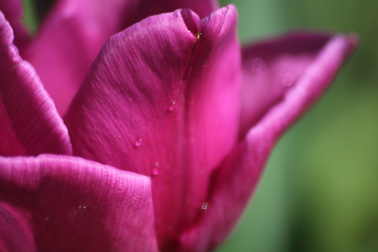 spring  tulips  nature free photo