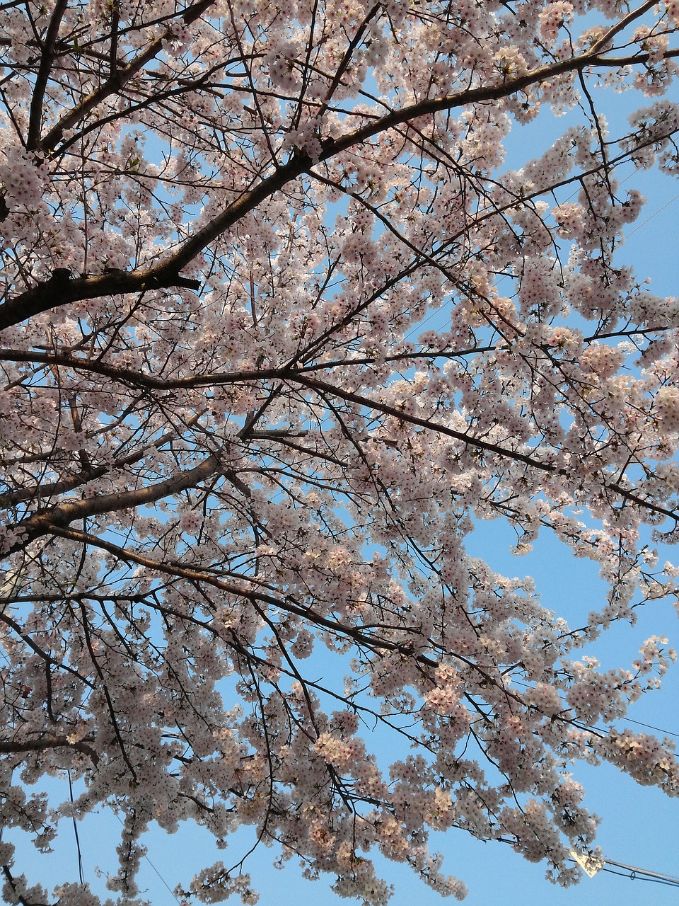 spring cherry blossom wood free photo