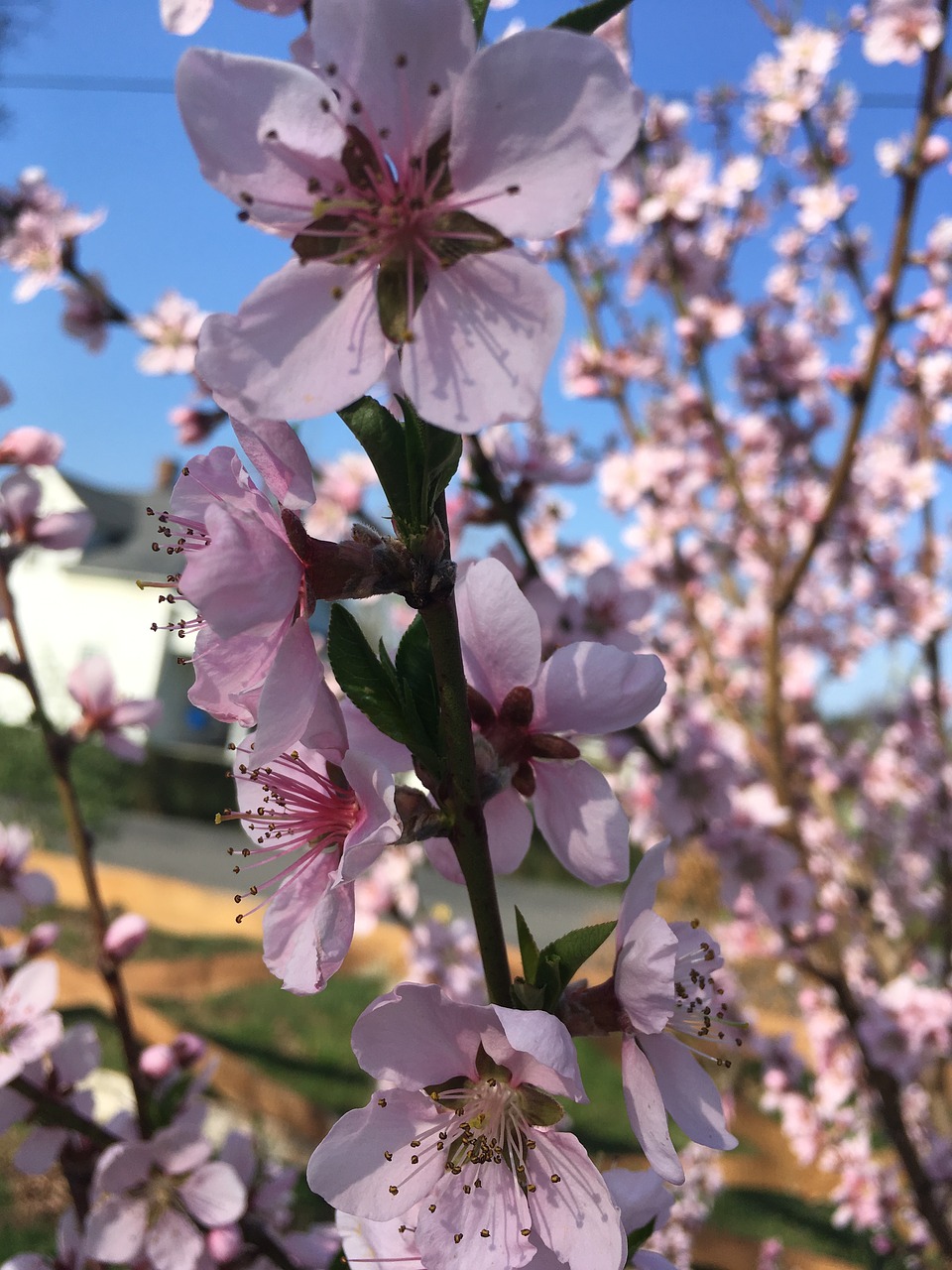 spring  fruit tree  plum free photo