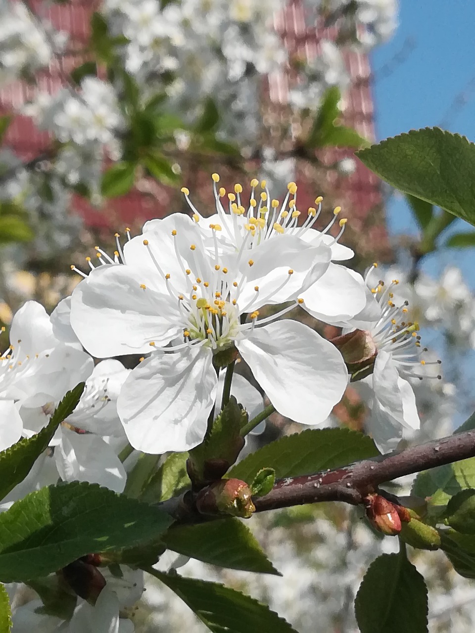 spring  cherry tree  cherry blossom free photo