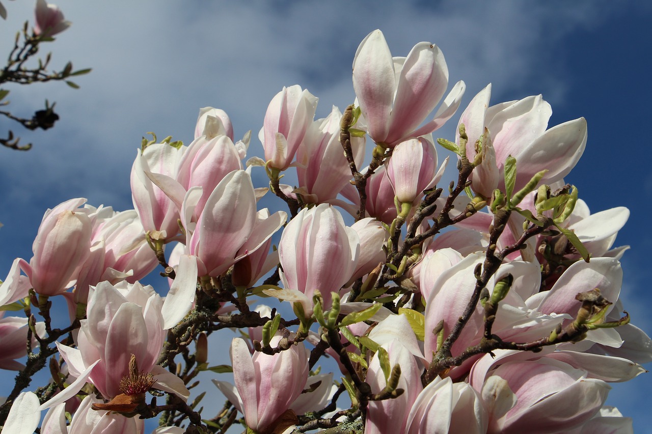 spring  flowers  magnolia free photo