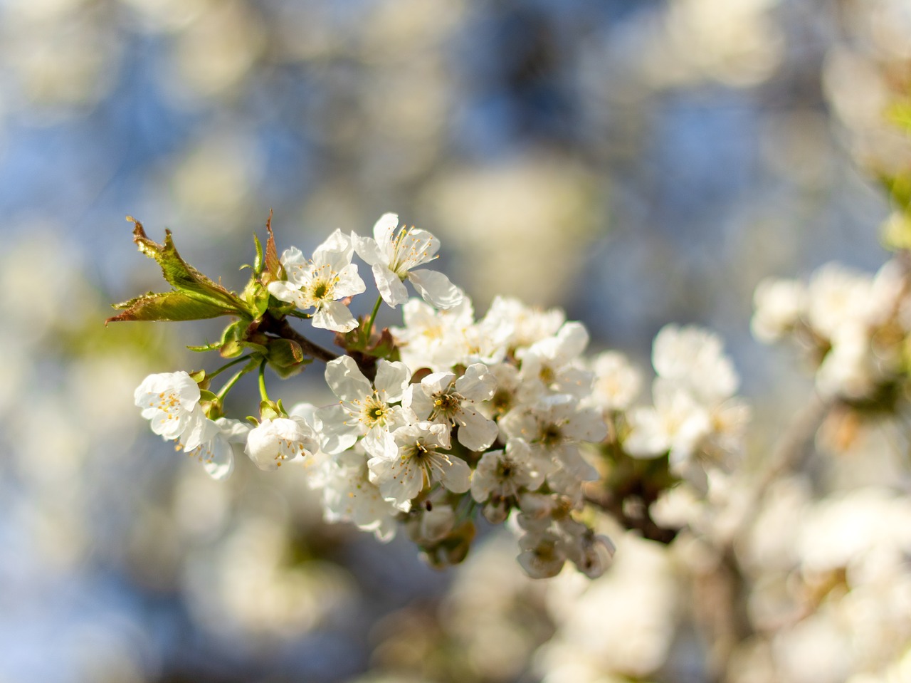 spring  cherry  cherry blossom free photo