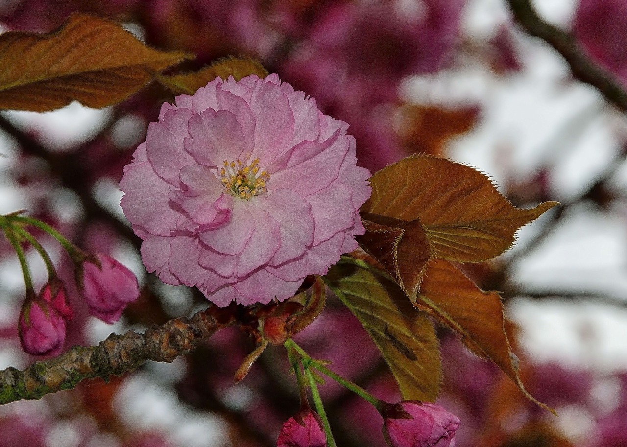 spring  pink  flowers free photo