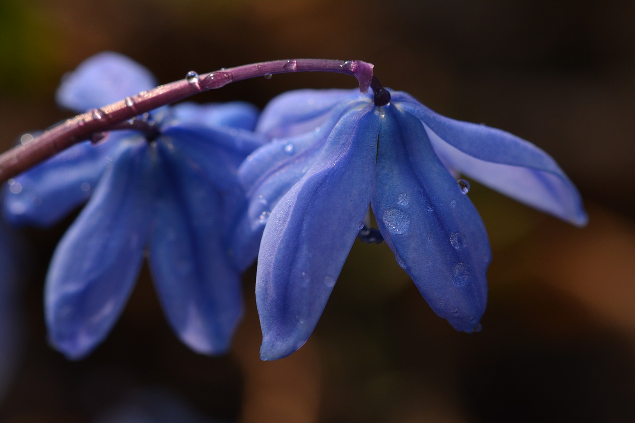 spring  flowers  nature free photo