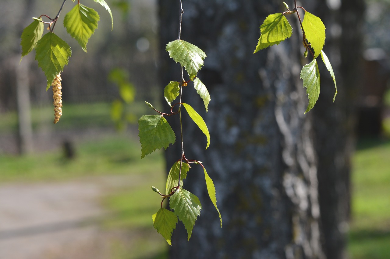 spring  birch  tree free photo