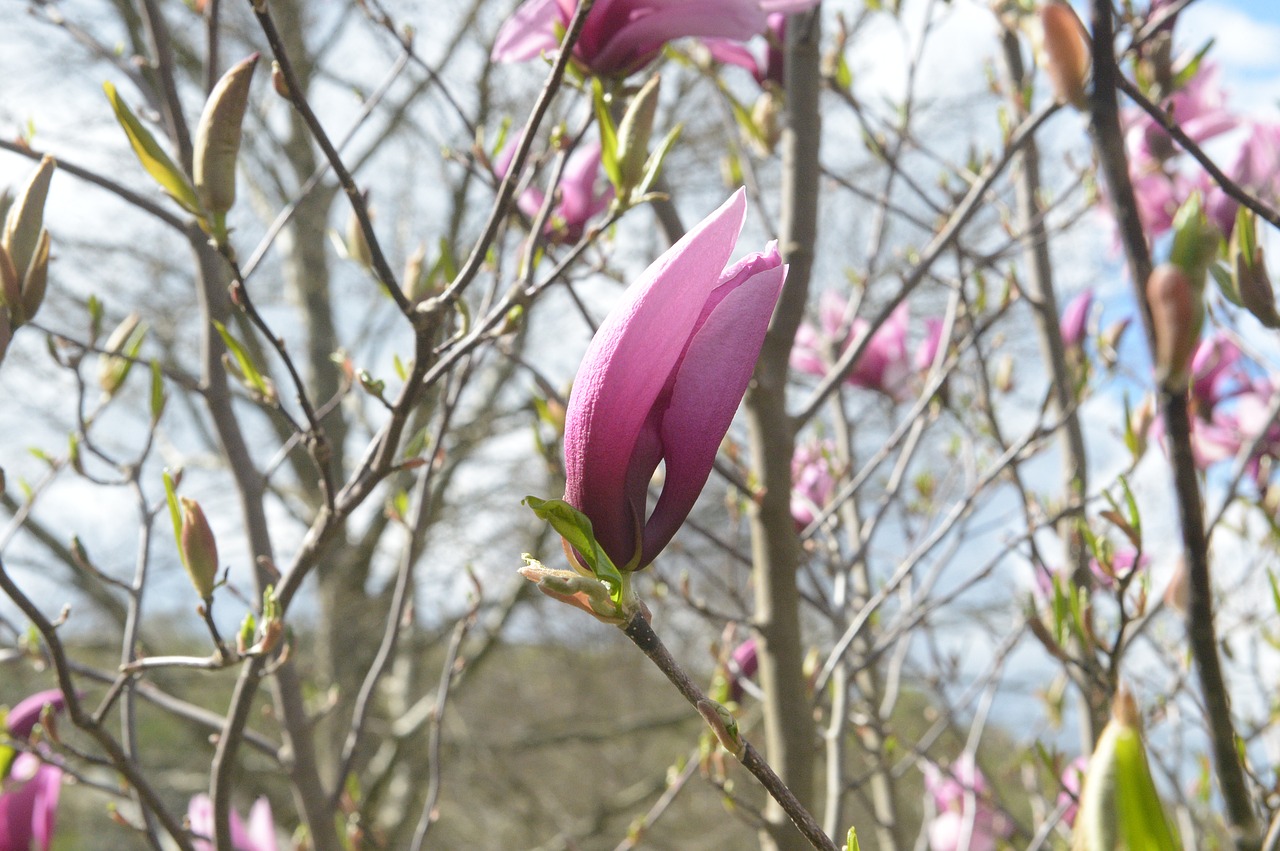 spring  blossom  bloom free photo