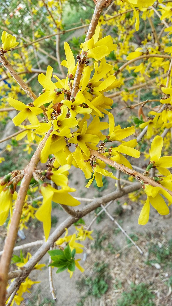 spring  bloom  yellow free photo