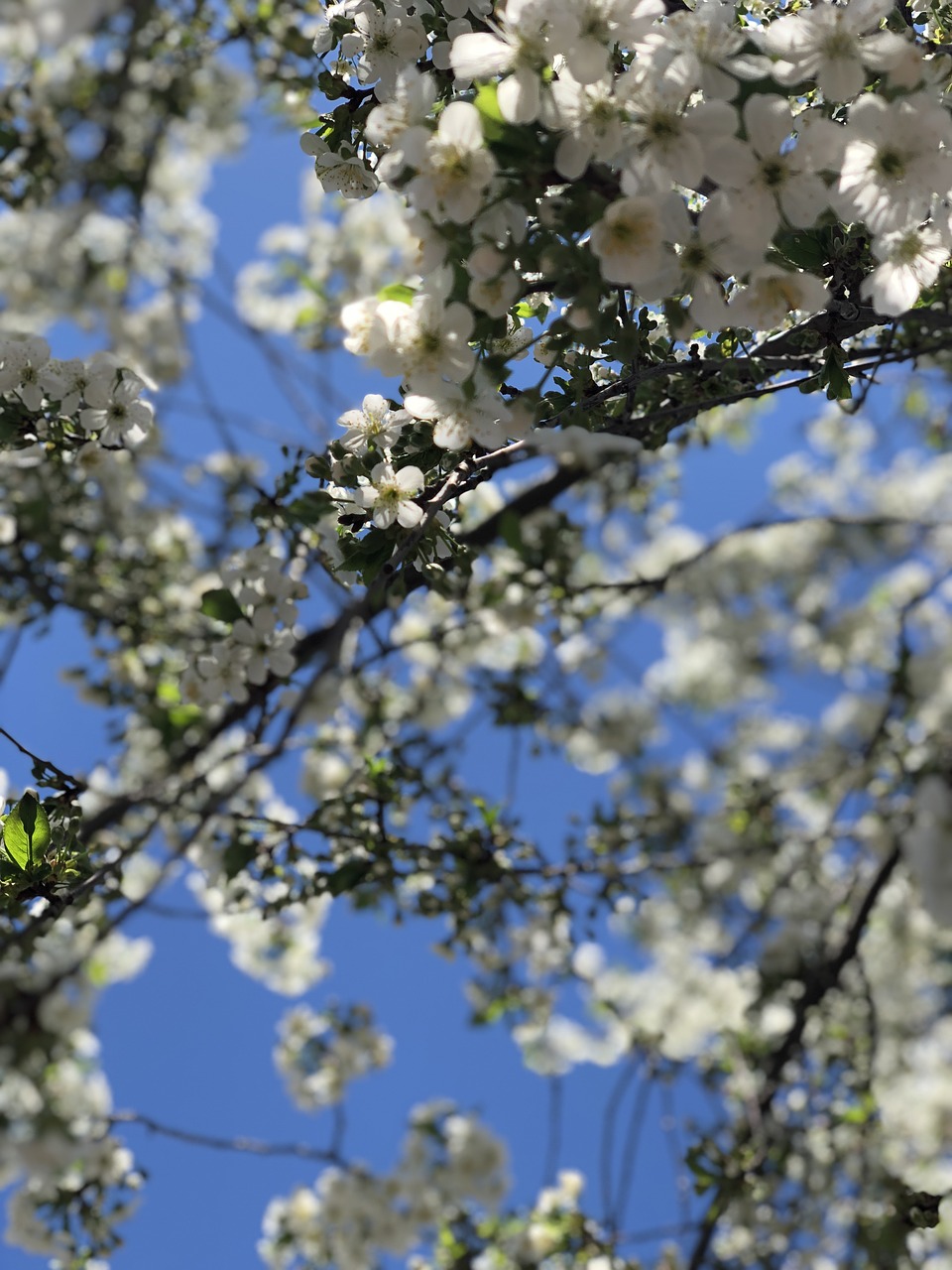 spring  sky  flowers free photo