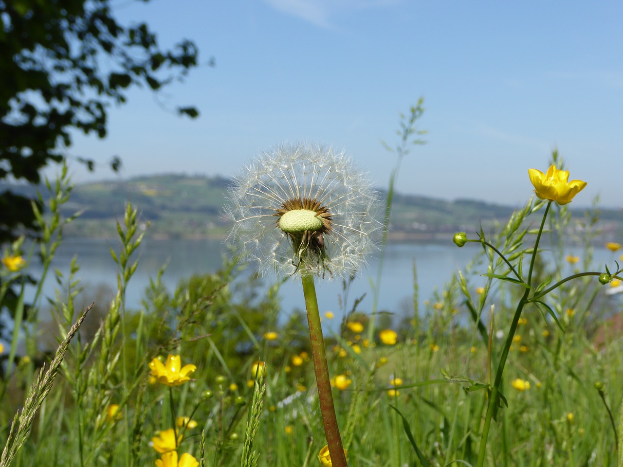 spring  dandelion  blossom free photo