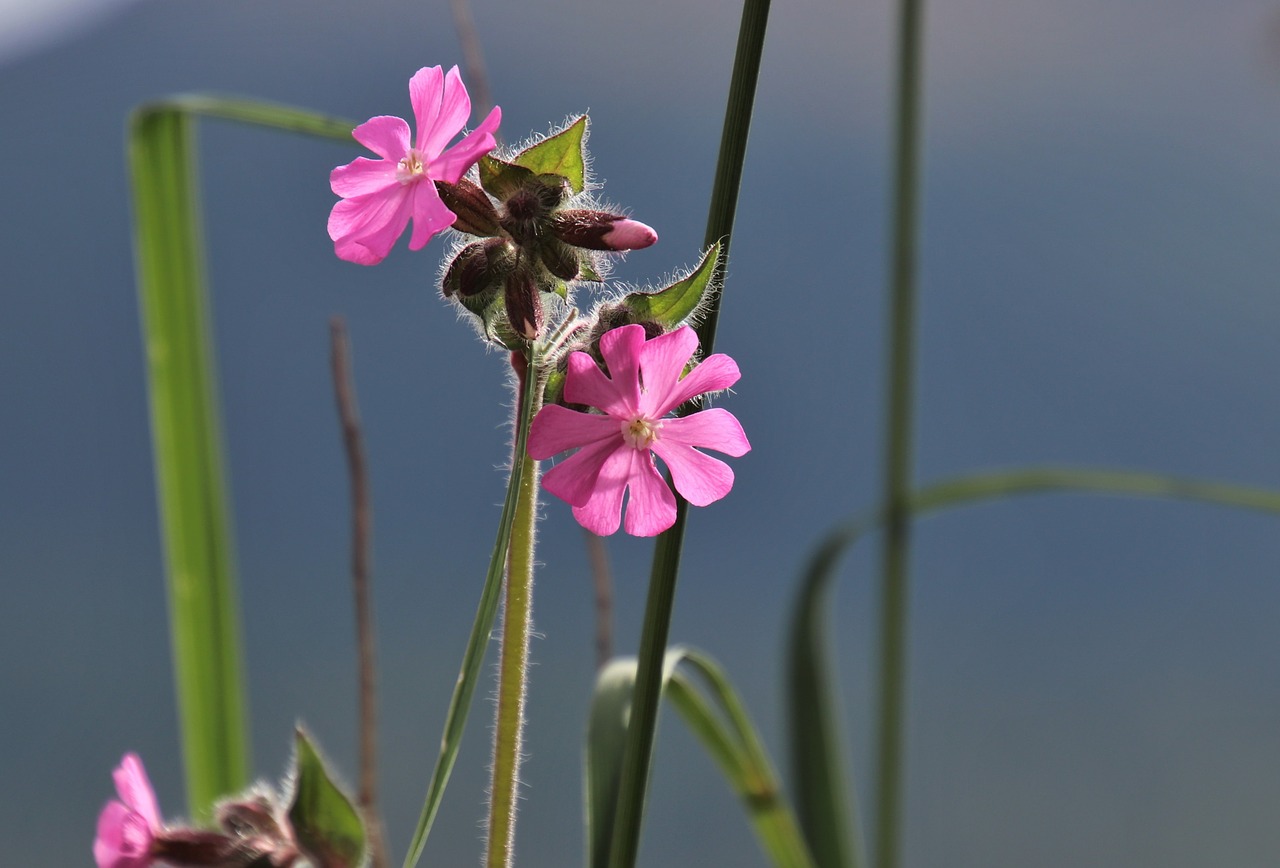 spring  grass  pink free photo