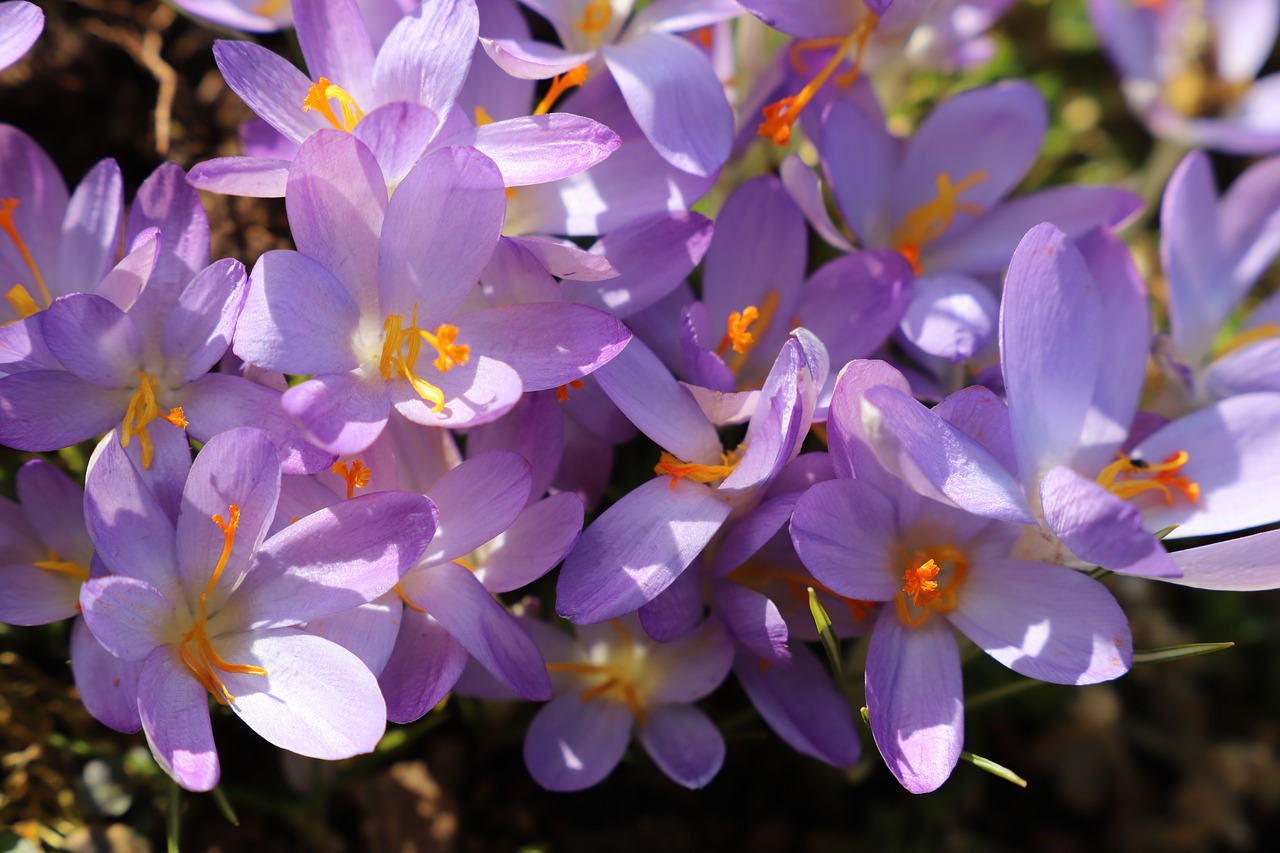 spring  flowers  nature free photo