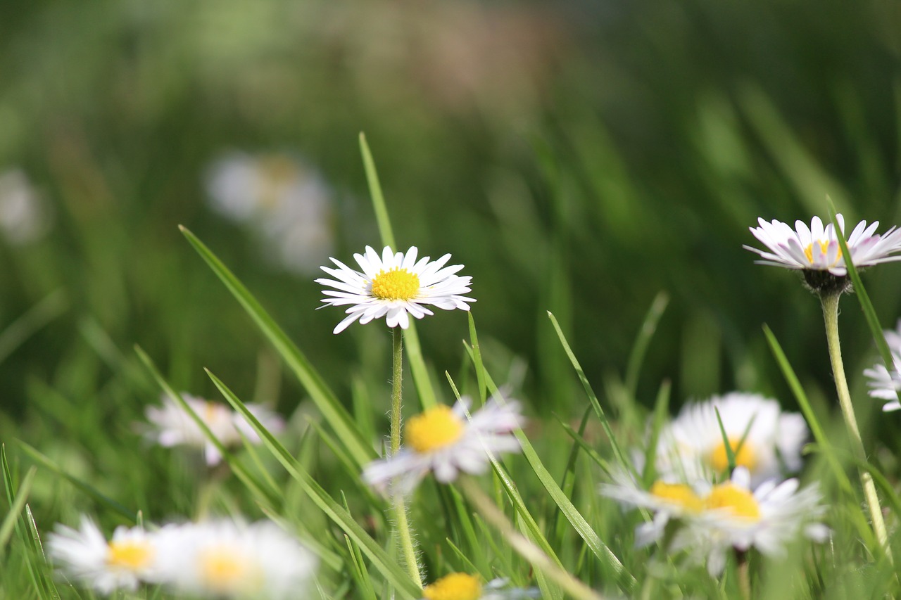 spring  flowers  meadow free photo