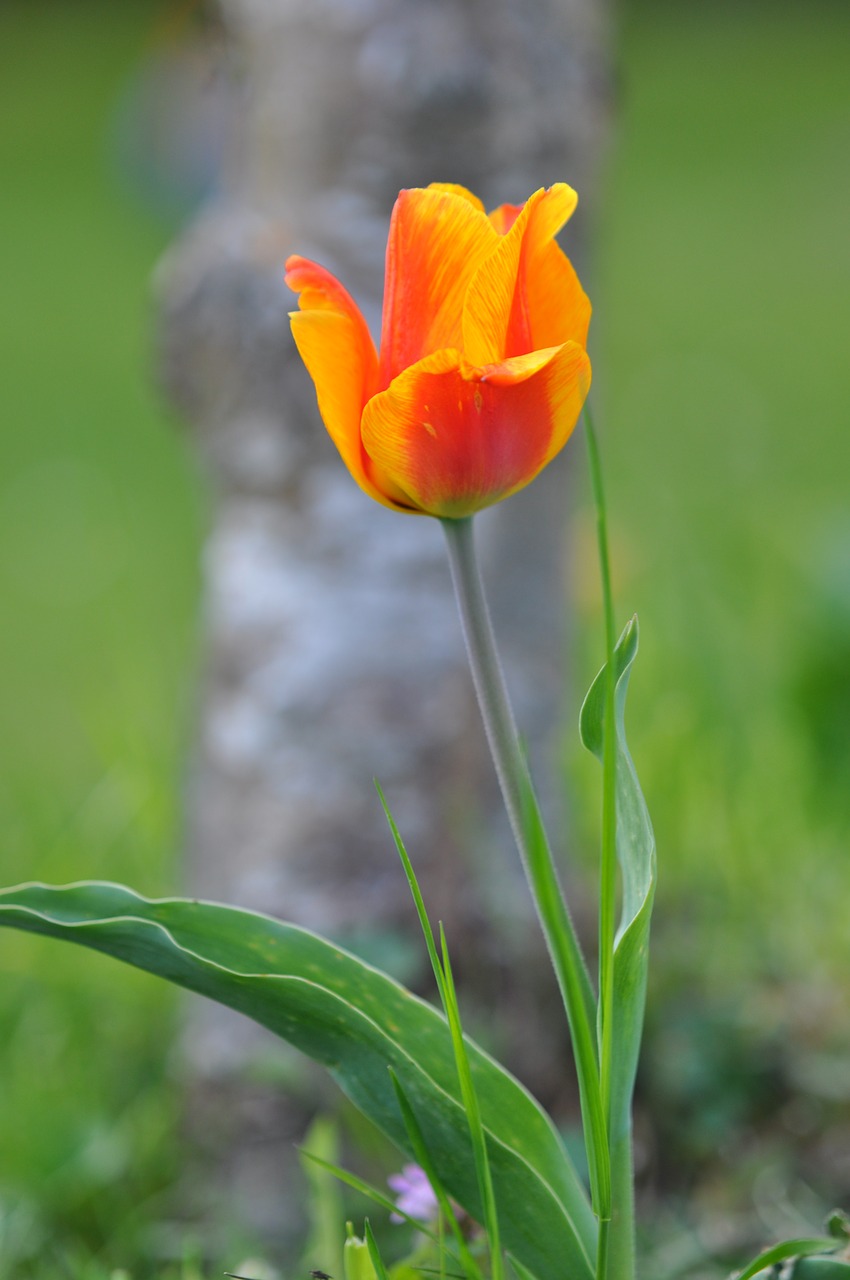 spring  tulip  flower free photo