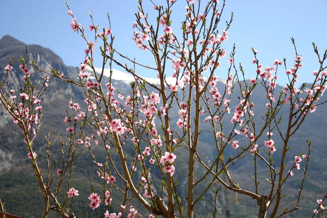 spring  flowers  mountain free photo