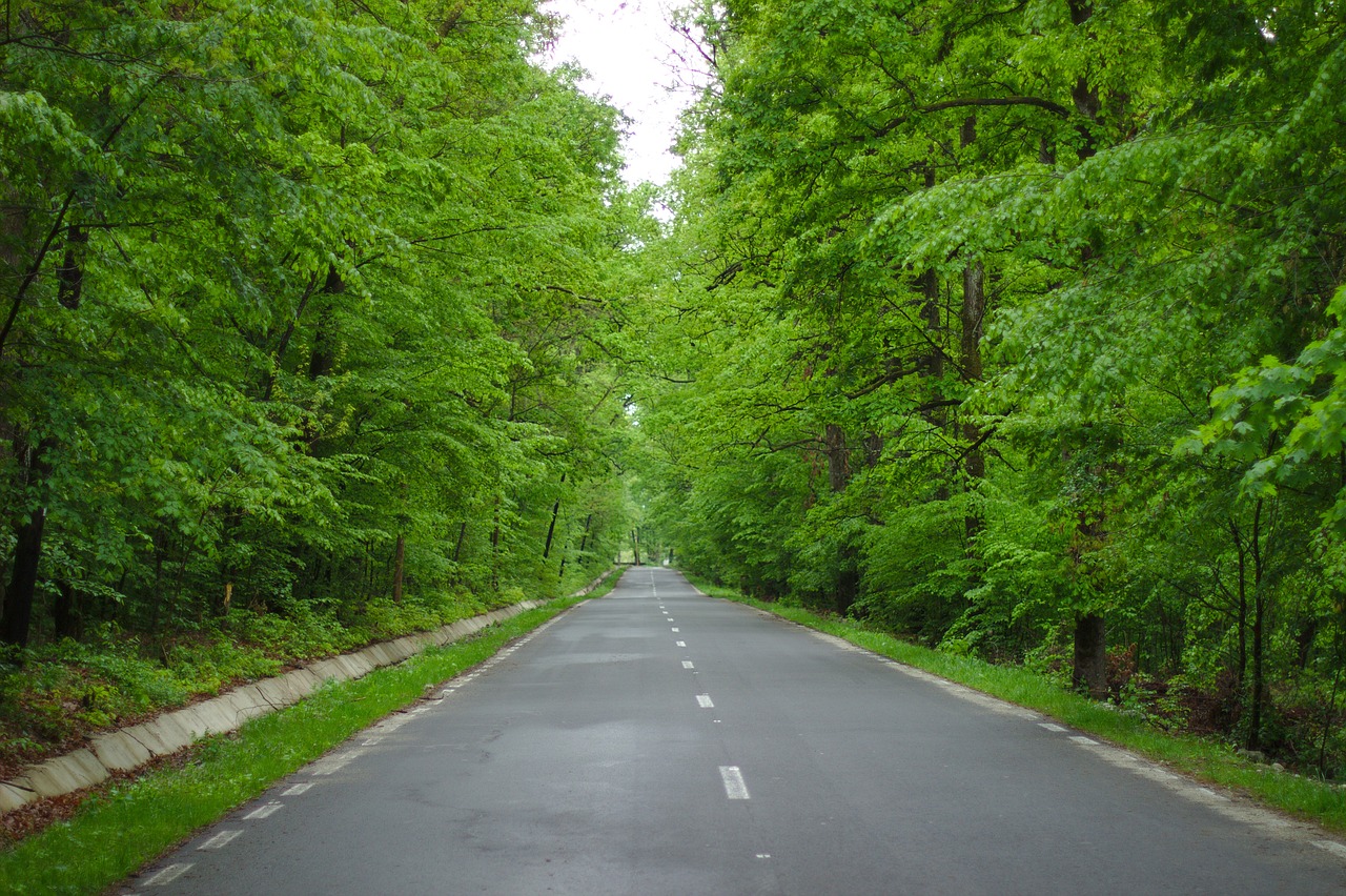 spring  nature  road free photo