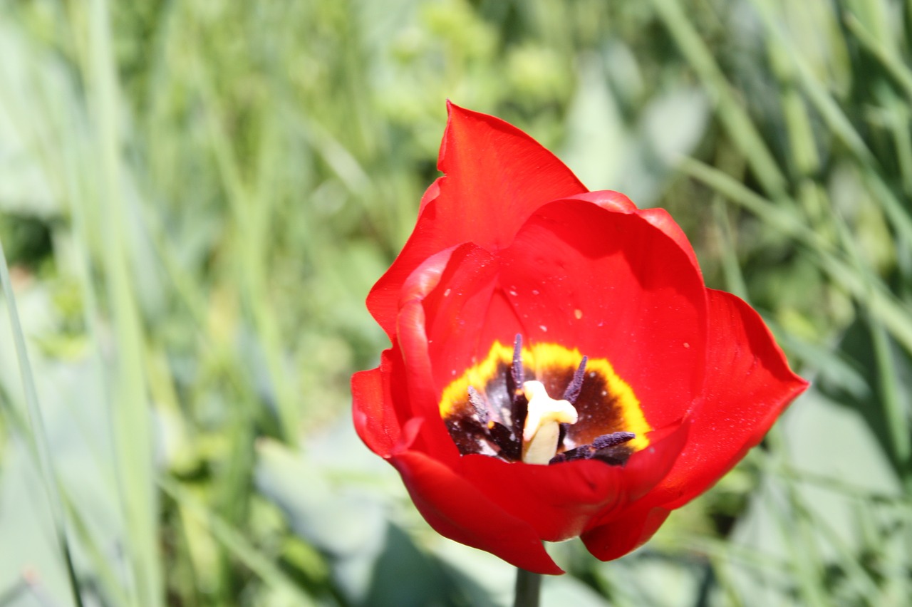 spring  blossom  bloom free photo