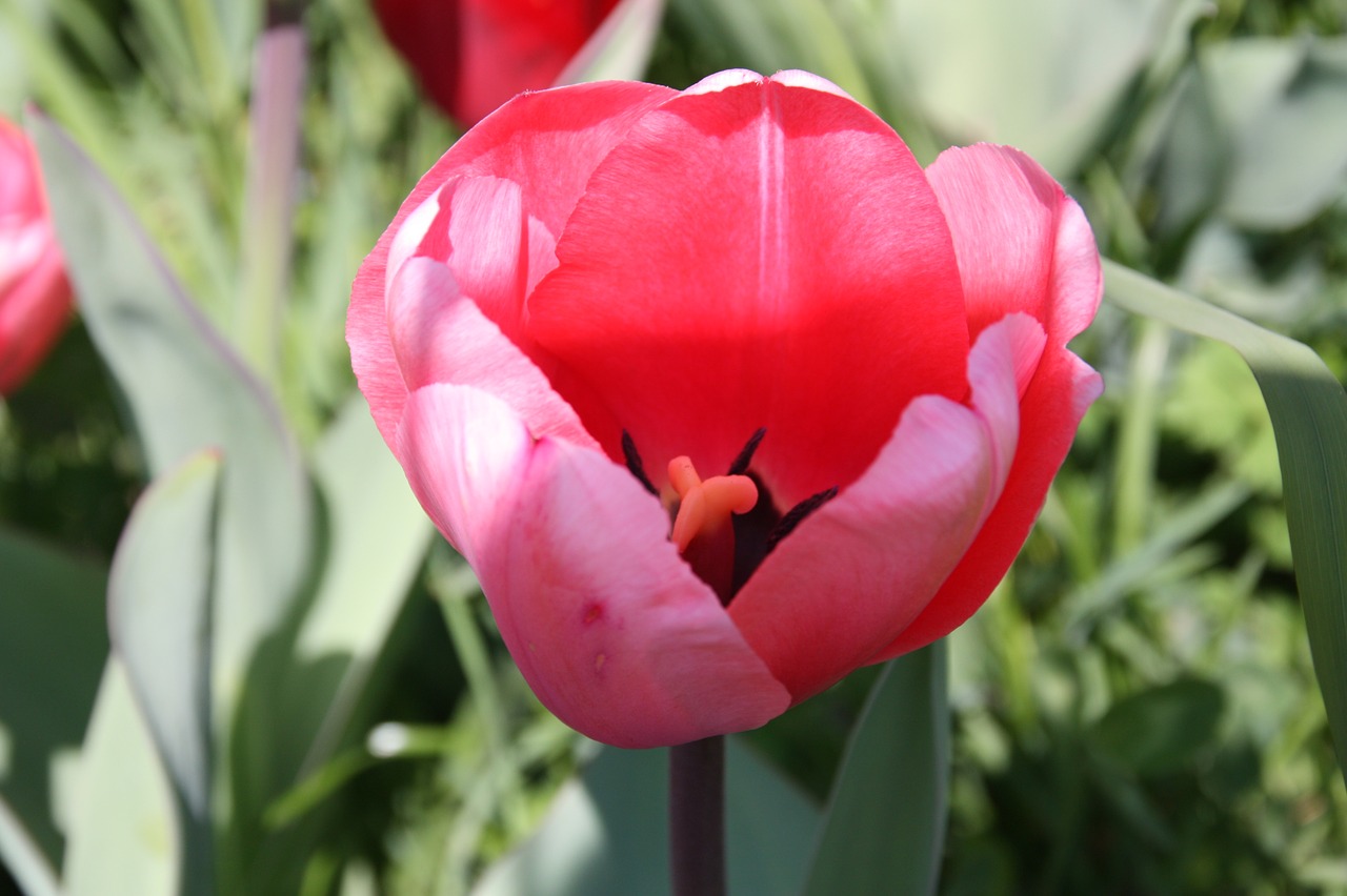 spring  blossom  bloom free photo