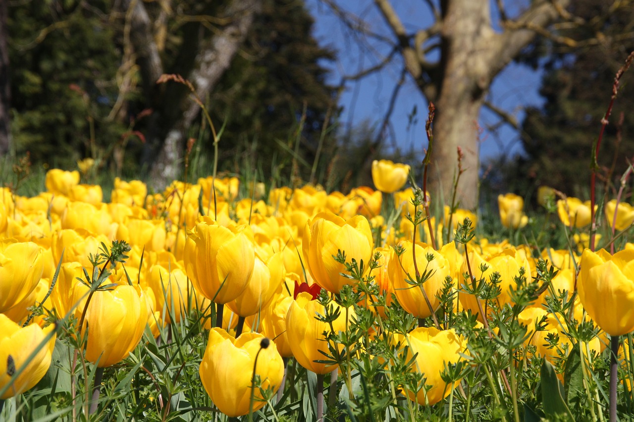 spring  blossom  bloom free photo