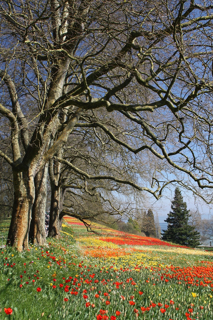 spring  flowers  tulips free photo