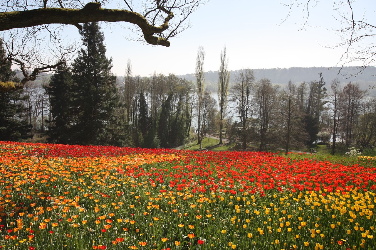 spring  flowers  tulips free photo