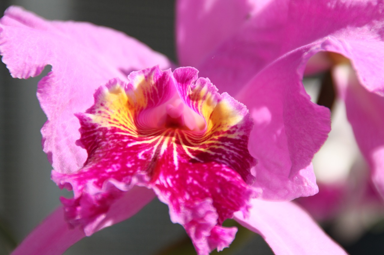 spring  flowers  orchids free photo