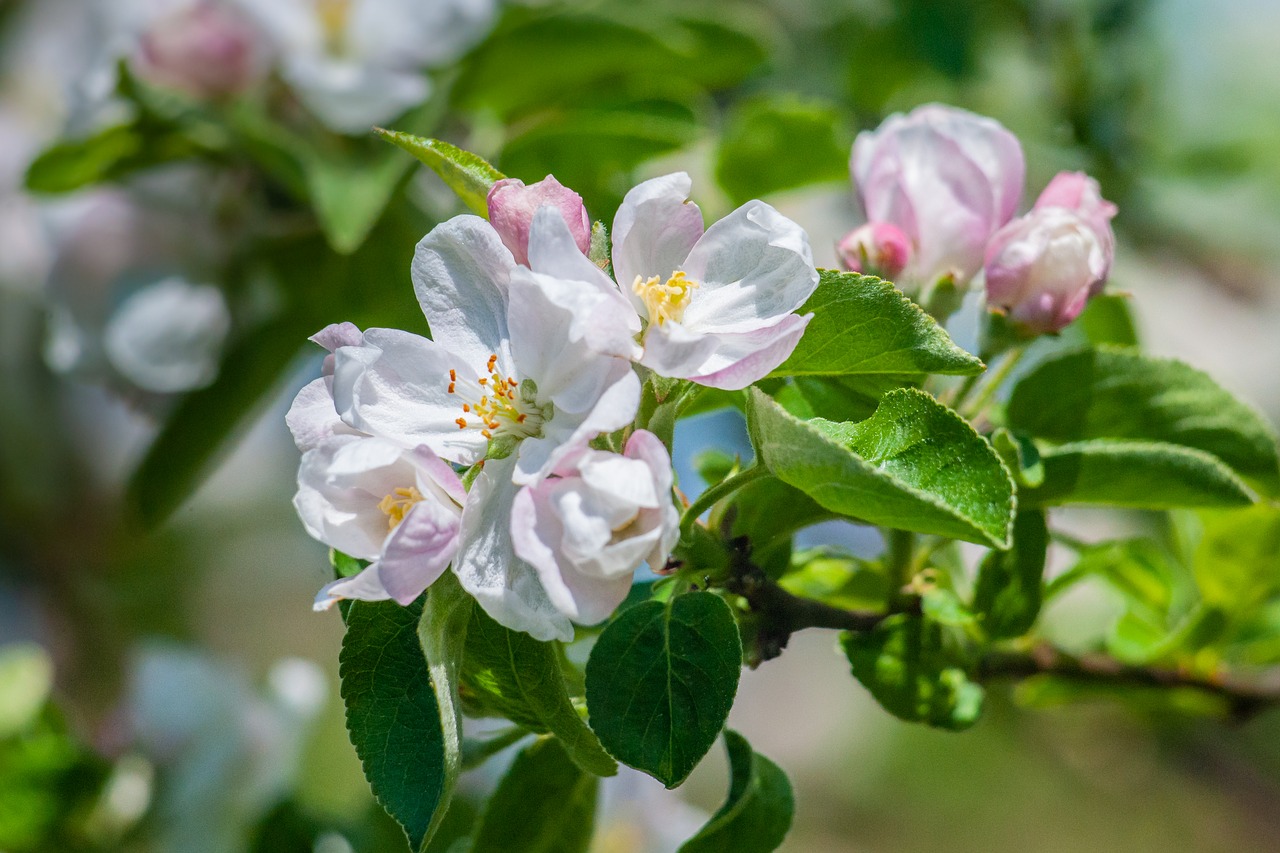 spring  flowers  apple free photo